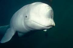 В Челнинский дельфинарий привезли белого кита Беллу