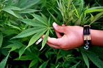 Наркотический «урожай» на рассвете - житель Бугульмы собирал дикорастущую коноплю 