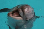 В Челнинском дельфинарии 21 ноября пройдет награждение победителей 