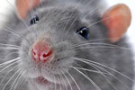 Самая необычная крыса Москвы получит казанский приз
