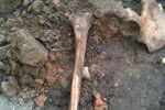 На берегу Меши у села Курманаково обнаружены человеческие останки