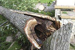Мужчину убило деревом во время вырубки сухостоя
