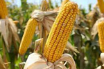 Татарстан увеличивает объемы производства кукурузы
