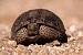 В казанском зоопарке появился редкий вид черепахи 