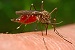 В Казани зафиксирован первый случай заражение человека паразитами через укус насекомого