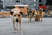 На улицах Казани появятся стерилизованные собаки с пластиковыми ошейниками и новые будки для животных