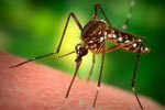 Защита от комаров, мошки – эффективная организация